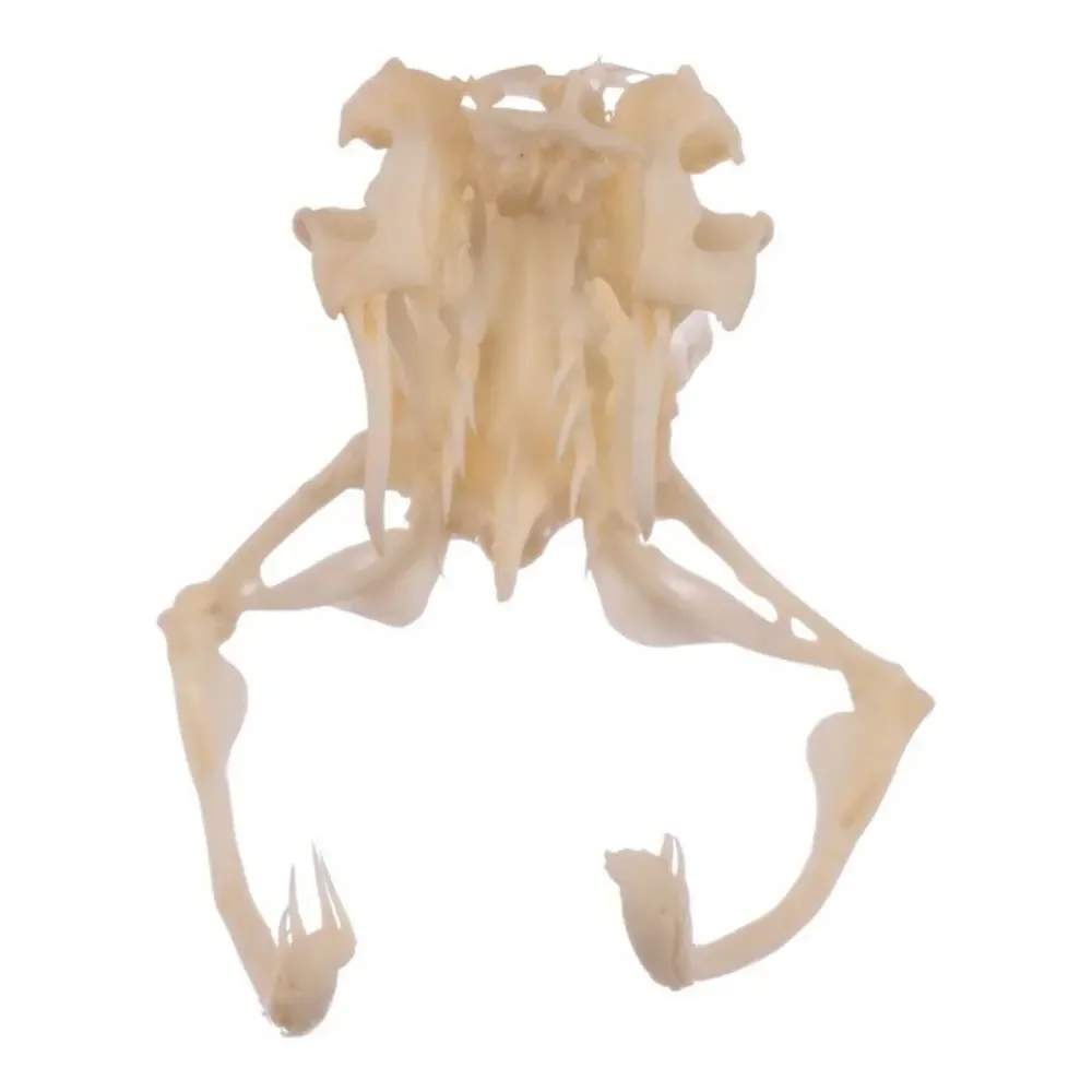4 Puzzles!! Western Diamondback Rattlesnake Snake Skull FANGS SPECIMEN SK4C